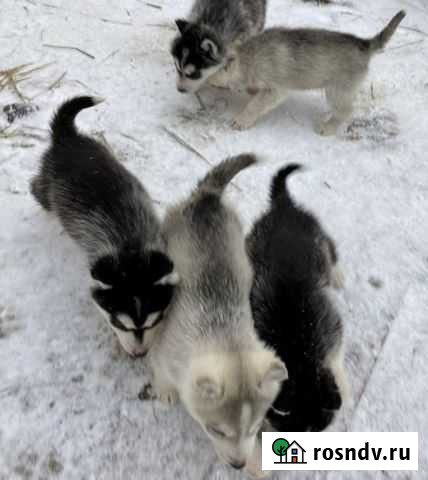Щенки хаски 2 месяца Городец - изображение 1