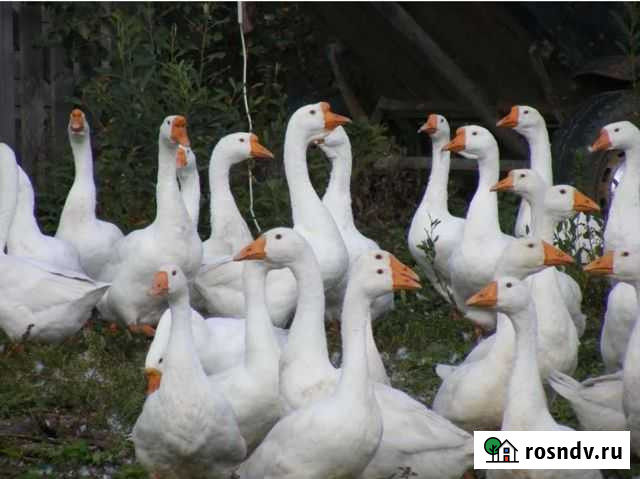 Гуси Линда Фряново - изображение 1