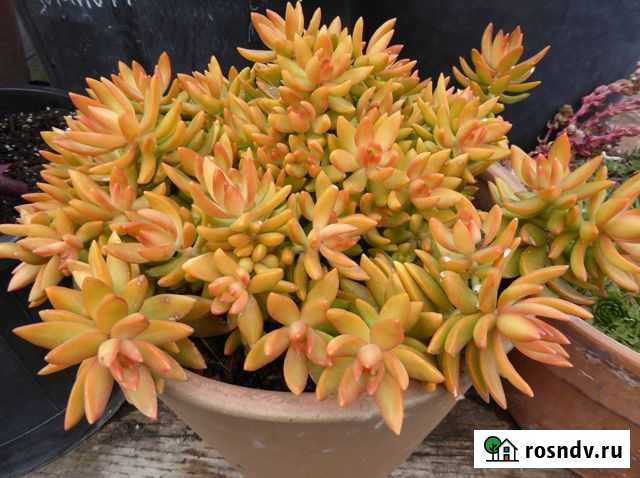 Очиток Нуссбаумера суккулент комнатное растение Раменское - изображение 1