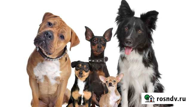 Передержка собак (гостиница для собак) Владикавказ - изображение 1