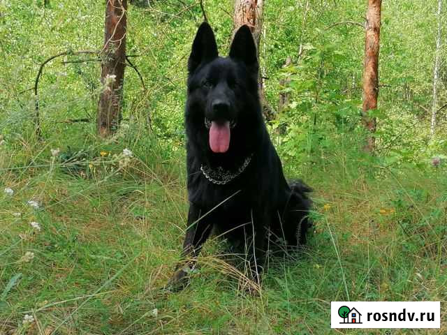 Кобель для вязки Курск - изображение 1