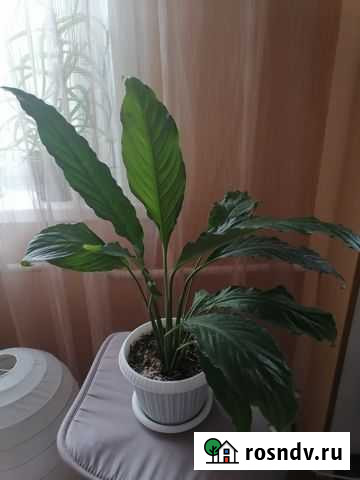 Комнатные цветы Ачинск - изображение 1