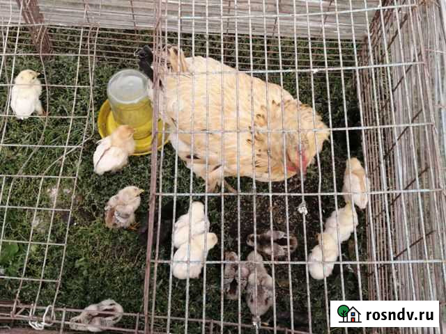 Квочка с цеплятоми Зеленчукская - изображение 1