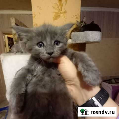 Котята мейн-кун продажа Брянск - изображение 1
