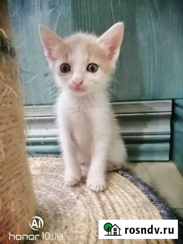 Кошка Сочи - изображение 1