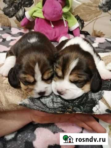 Продам щенков бигля Кемерово - изображение 1