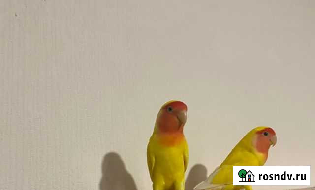 Попугай неразлучники Санкт-Петербург - изображение 1