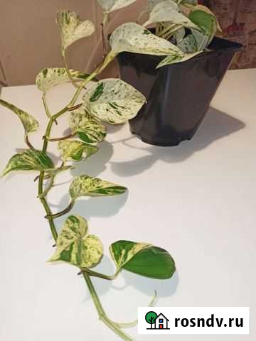 Эпипренум марбл квин Псков - изображение 1