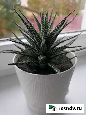 Кактус зебра Хавортия Уфа - изображение 1