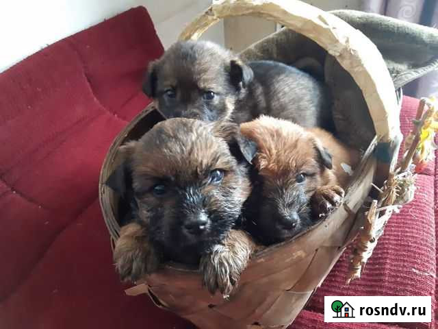 Щенки бесплатно Барнаул - изображение 1