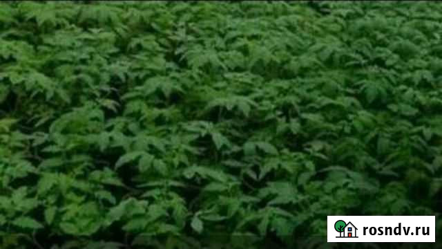 Принимаю заказы на выращивания рассады Нарткала - изображение 1