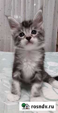 Котята Мейн кун Брянск - изображение 1