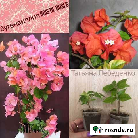 Комнатные растения Бугенвиллея Бахчисарай - изображение 1