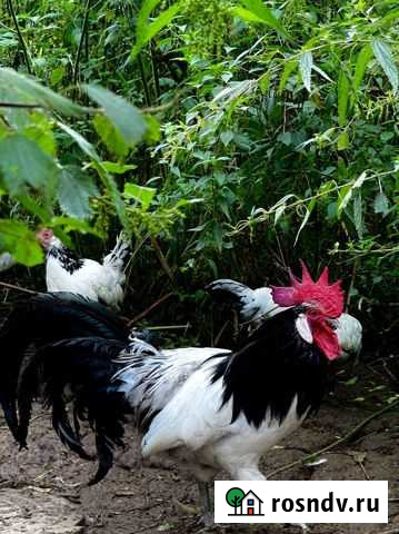 Инкубационное яйцо Зарайск - изображение 1