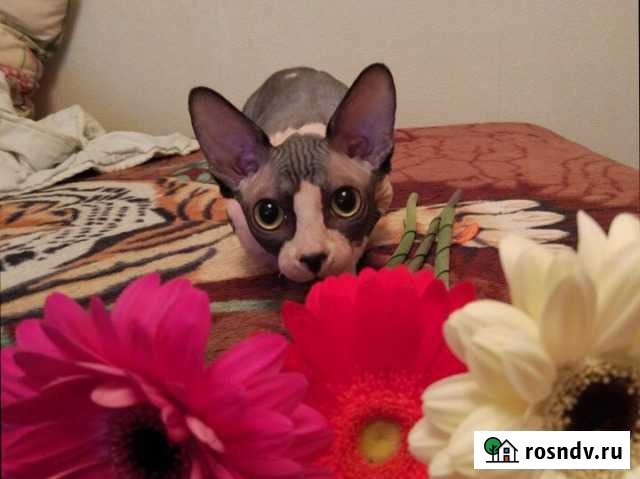 Вязка канадский сфинкс Белогорск - изображение 1