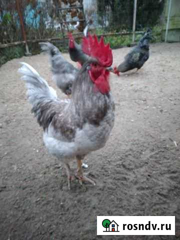 Петушки Доминанты Тверь - изображение 1