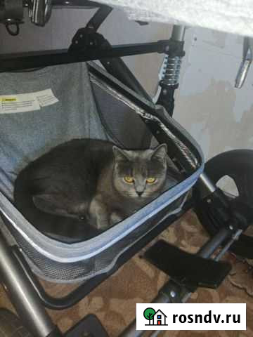 Британская Киса ищет жениха Луга - изображение 1