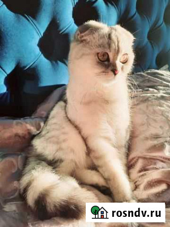 Шотландская кошка вязка Ижевск - изображение 1