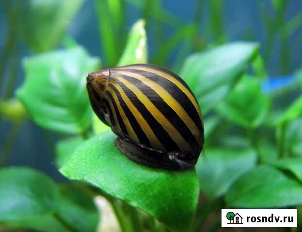 Неретина Теодоксус - Зебра Пушкино - изображение 1