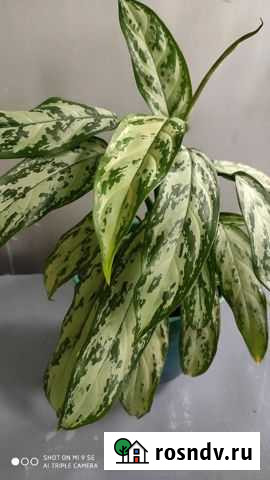 Папоротник Печора - изображение 1