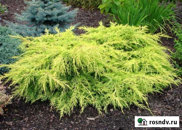 Можжевельник Белгород - изображение 1