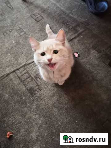 Кошки бесплатно Челябинск - изображение 1