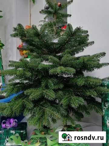 Пихта нормандская Улан-Удэ - изображение 1