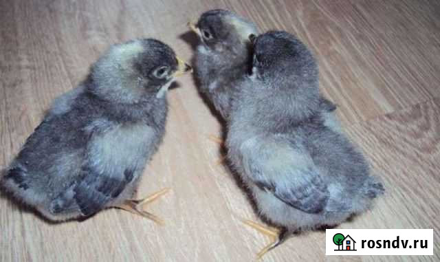 Цыплята суточные Элиста - изображение 1