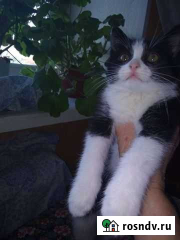 Мальчик, 3 мес Владикавказ - изображение 1