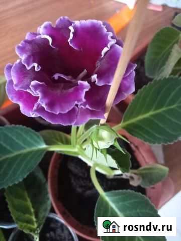 Глоксиния Благовещенск - изображение 1