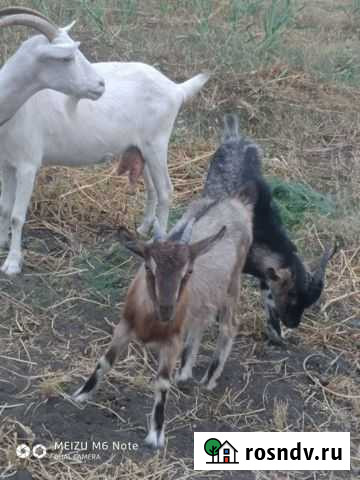 Дойные нубийские козы Краснослободск - изображение 1