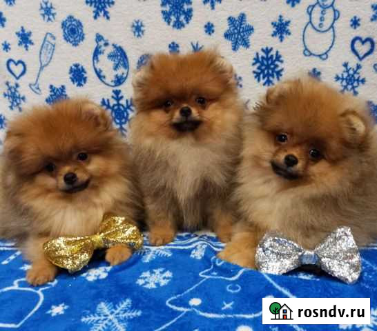 Мальчишки-мишки Псков - изображение 1