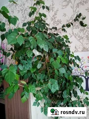 Роициссус (берёзка), фикусы Екатеринбург - изображение 1
