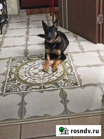 Щенок овчарки в добрые руки Владимир - изображение 1