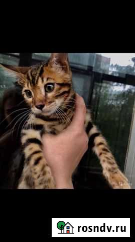 Бенгальские котята Балашиха - изображение 1