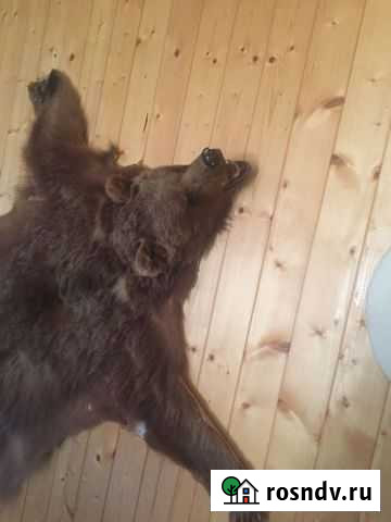 Шкура медведя в очень хорошем состоянии Черкесск - изображение 1