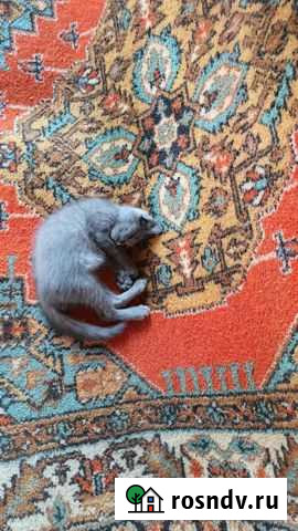 Кошки в добрые руки бесплатно Буинск - изображение 1