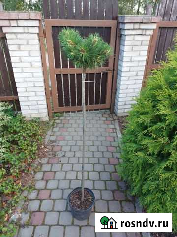 Сосна горная Саншайн на штамбе Лебяжье - изображение 1