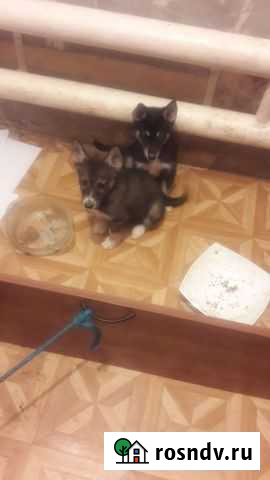 Щенки сибирской хаски метисы Нижний Новгород - изображение 1