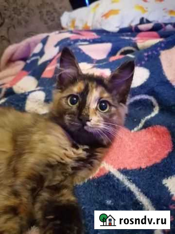 Котенок девочка, стерил в подарок Улан-Удэ - изображение 1