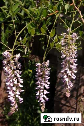 Глициния морозостойкая Блю Мун - отводок Саратов - изображение 1