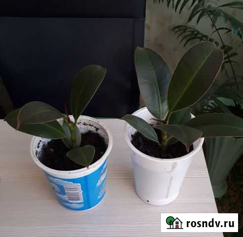 Фикус Братск - изображение 1