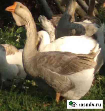 Холмогорские гуси Первомайский