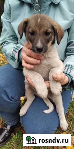 Щенки в добрые руки Донской - изображение 1