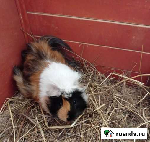 Морские свинки Чайковский - изображение 1