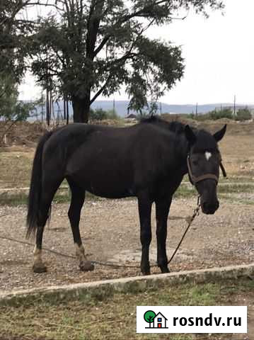 Лошадь жеребец Буйнакск - изображение 1