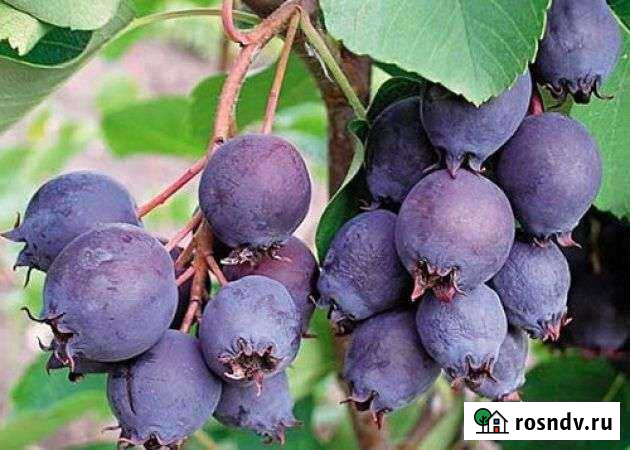 Саженцы юрги облепихи малины Омск - изображение 1