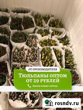 Тюльпаны оптом Мелеуз - изображение 1