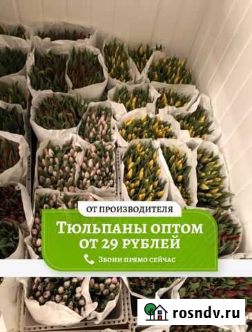 Тюльпаны оптом Мелеуз - изображение 1