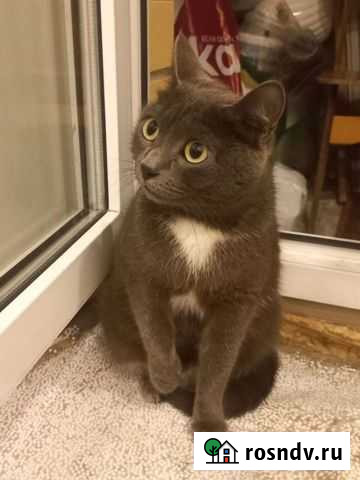 Русская голубая Тюмень - изображение 1